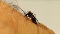 Com medo do Aedes, 85% dos brasileiros afirmam ter mudado hábitos