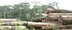 AMAZÔNIA: Setor madeireiro representa 3,5% do PIB nacional 