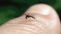 Alerta de dengue em Porto Velho, diz Ministério da Saúde