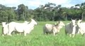 Follador que dados da agropecuária e piscicultura na web