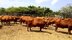 Senepol Nova Vida, de Rondônia, investe no Caribe