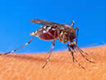 Turista Rondoniense leva malaria para Pernambuco