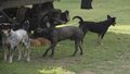 Prefeitura vai recolher animais das ruas de Porto Velho  