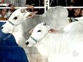 Idaron investe R$ 14 milhões para melhor estruturação do serviço de acompanhamento das áreas vegetal e animal em RO