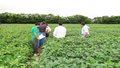 Embrapa: Dias de campo da Soja Livre em Rondônia