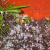 CHOVE GRANIZO NO INTERIOR DE RONDÔNIA