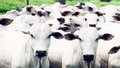 Idaron alerta produtores para vacinar rebanho contra Aftosa 