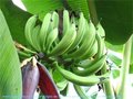 Cacoal produz bananas geneticamente modificadas