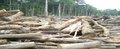 Cassol alerta para estrago de madeira em RO 