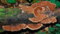Herbário da São Lucas concentra pesquisa sobre fungos