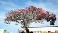 Natureza reage aos contrastes de Porto Velho