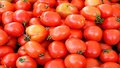Tomate de Rondônia abastece o Estado do Amazonas 