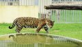 Onça-pintada do Parque Natural é transferida para Cetas da Santo Antônio Energia