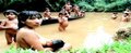 AMAZÔNIA: Indígenas querem respeito de países 
