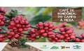 Café é tema de exposição da Embrapa Rondônia no Porto Velho Shopping, de 15 a 30 de setembro