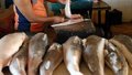 Ministério promove campanha para incentivar consumo peixe
