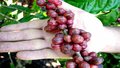 Embrapa Rondônia pesquisa cultivares de café arábica 