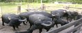 Embrapa Rondônia vende búfalos reprodutores de alto desempenho
