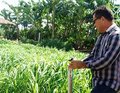 Emater: capim-mombaça com irrigação na Rural Show