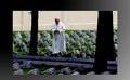 Papa diz que conflitos atuais pelo mundo são  3ª Guerra Mundial fragmentada