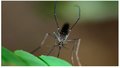 Mudanças climáticas aumentam o risco de surtos de doenças transmitidas por mosquitos 