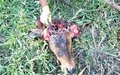 Idaron detecta dois casos de raiva bovina em Itapuã D´Oeste