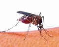 Uso de mosquiteiro reduz em 32% malária no Acre