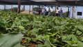 Subsecretário da Semagric Visita viveiro de café clonal que será fornecido aos produtores de Porto Velho