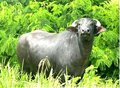 Embrapa realiza trabalho com búfalos em Rondônia