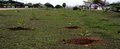 Mudas de árvores danificadas por vândalos são repostas pela prefeitura