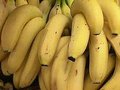 Ameaça aos bananais do país