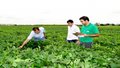 Embrapa Rondônia avalia unidades do Programa Soja Livre