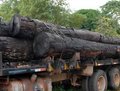 Retirada de madeira apreendida no Pará pode levar 60 dias