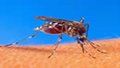 Casos de dengue no país diminuem 60% em janeiro