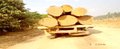 Ibama encontra madeira camuflada em Rondônia