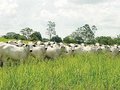 Pecuária provoca 14,5% de todas as emissões de gases de efeito estufa, diz FAO