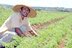 BNDES libera R$ 13 milhões para projetos de agricultura familiar
