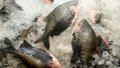 Prefeitura alerta sobre cuidados na compra do pescado