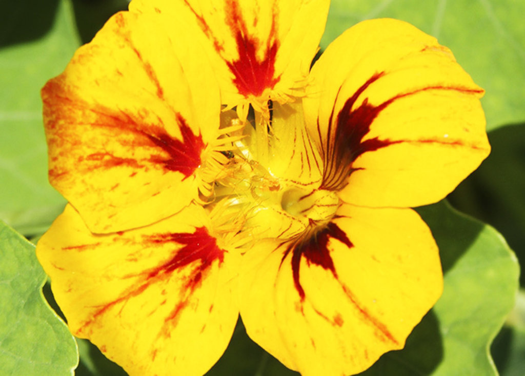 As flores de coloração amarela apresentaram maior vida útil, quando refrigeradas a 5ºC. - Gente de Opinião