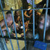Brasil caminha para um milhão de presos