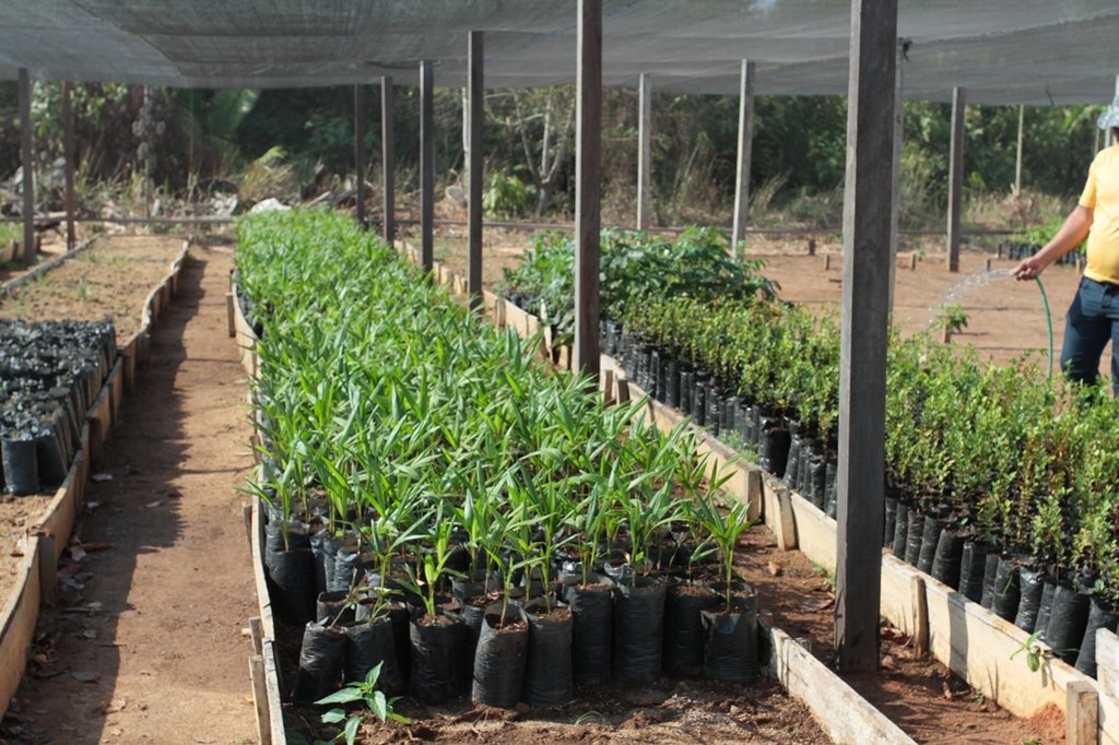 Viveiro de café clonal na Fazenda Futuro, em Porto Velho - Gente de Opinião