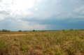 Cerrado tem germinação única entre savanas do mundo