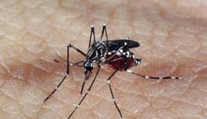 Segundo levantamento do Ministério da Saúde, em apenas três capitais, o índice de infestação por Aedes aegypti é satisfatório (Arquivo/Agência Brasil) - Gente de Opinião