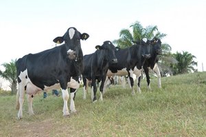 Embrapa fortalece o Balde Cheio em Rondônia    - Gente de Opinião