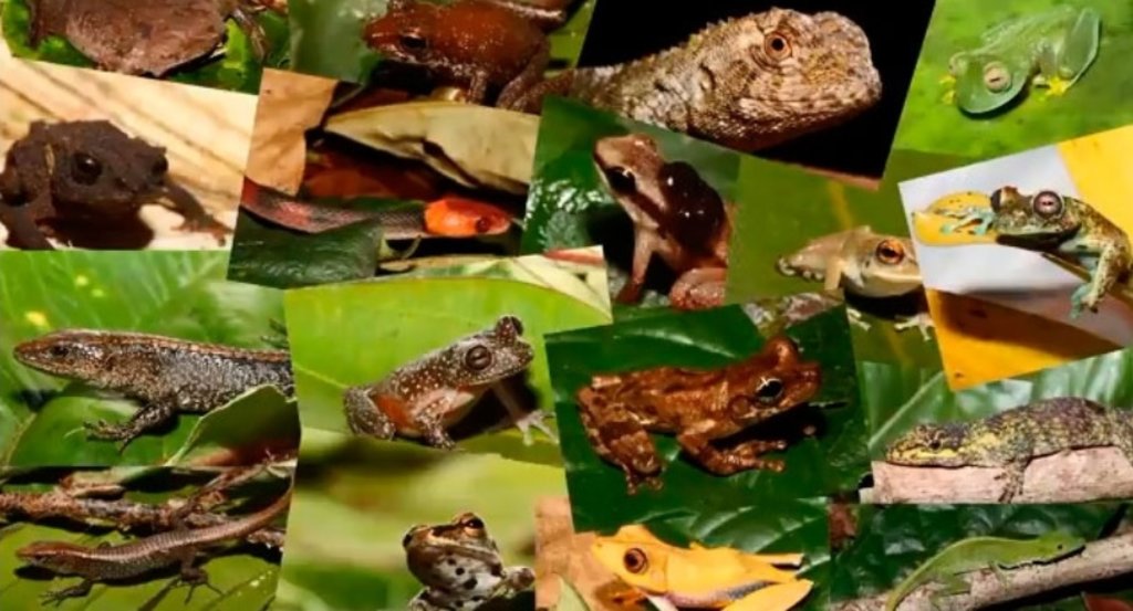 Desvendar padrões evolutivos da biota neotropical e as relações que as florestas amazônica e atlântica tiveram no passado são objetivos da equipe liderada pelo zoólogo Miguel Trefaut Rodrigues, da USP (foto: divulgação) - Gente de Opinião