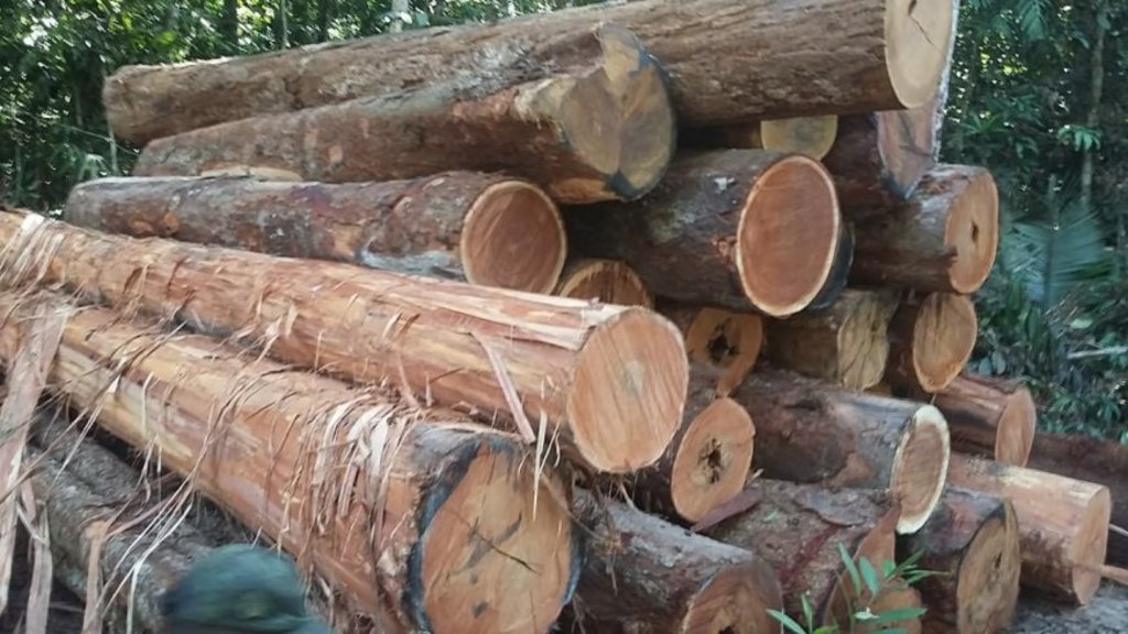 A madeira está sendo calculada por fiscais da Sedam dentro da unidade de conservação - Gente de Opinião