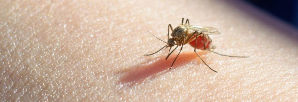 Os mosquitos são os animais mais mortíferos da Terra: eles eliminam cerca de 830.000 pessoas em todo o mundo a cada ano, de acordo com o Gates Notes. - Gente de Opinião