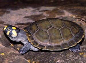 Paleontólogos da USP esclarecem história evolutiva dos atuais tracajás amazônicos e da tartaruga mais antiga do Brasil, que habitou o Nordeste há 125 milhões de anos (foto: Rafael Balestra / ICMBio) - Gente de Opinião