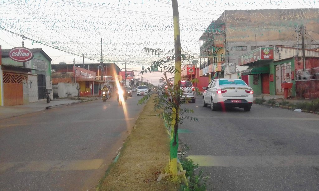 Árvore agredida na Copa do Mundo sobrevive na ressaca da Avenida Calama - Gente de Opinião