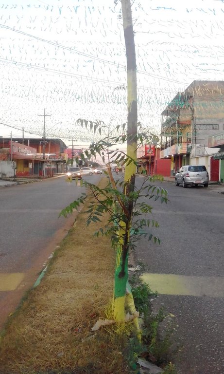 Árvore agredida na Copa do Mundo sobrevive na ressaca da Avenida Calama - Gente de Opinião